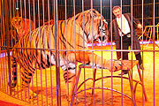 Tiger mit Redi & Soara Christiani (Foto: Martin Schmitz)